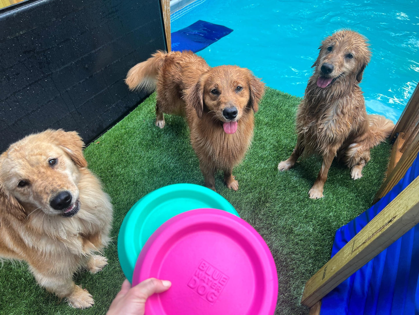 Bluewater - Frisbee para perros, flotante, impermeable, ligero, espuma duradera, disco aerodinámico para perros medianos y grandes, frisbee para atrapar, atrapar, buceo, juego, 8.5 pulgadas (verde azulado)