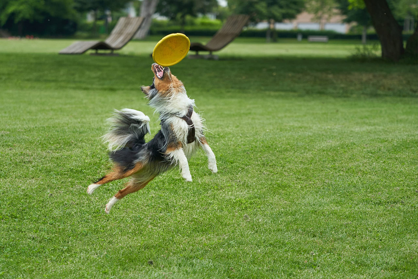 Juguete para Perro Frisbee, Flexible, Excelente Material, Diferentes Colores, 2 Tamaños. (Chico, Verde)