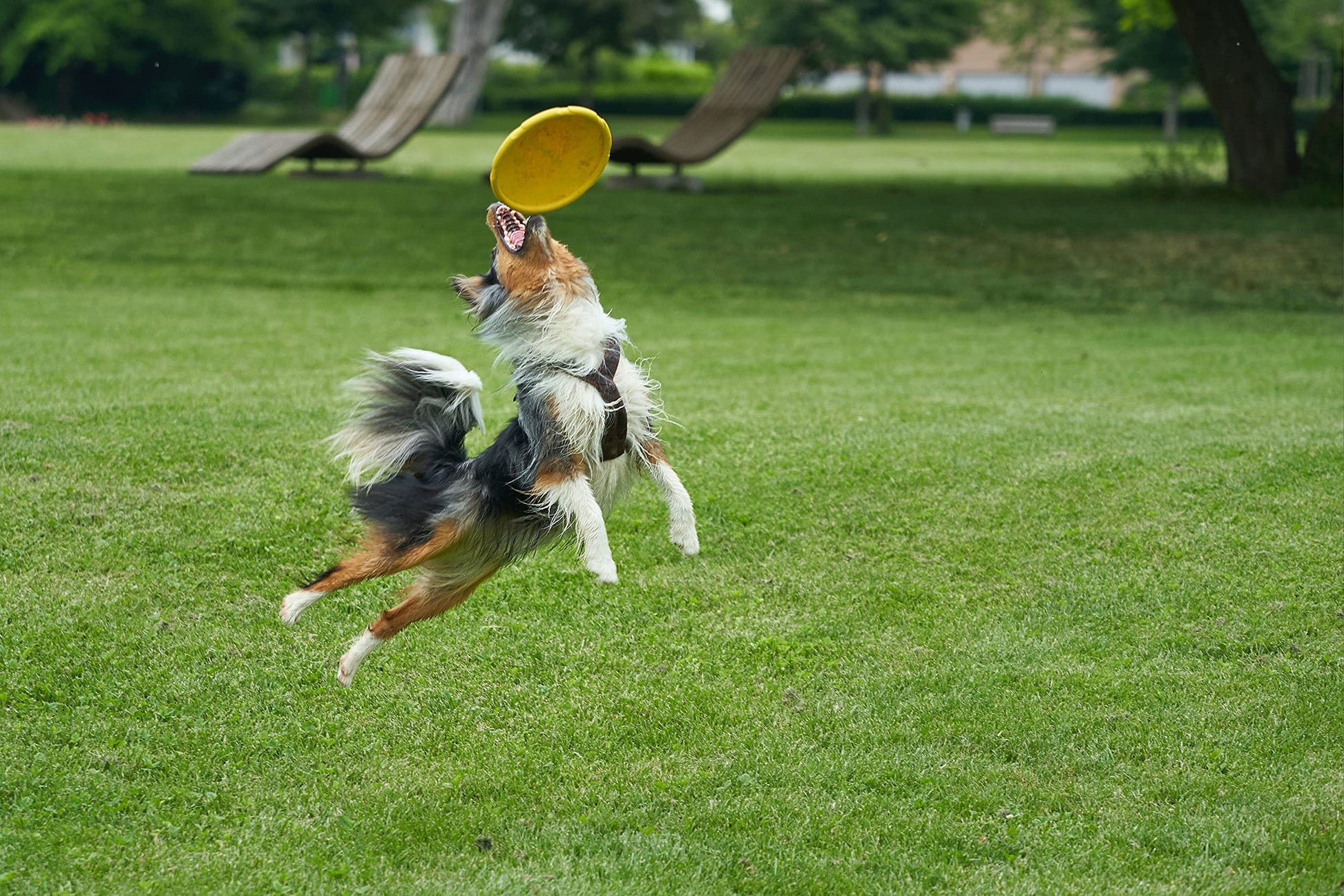Juguete para Perro Frisbee, Flexible, Excelente Material, Diferentes Colores, 2 Tamaños. (Chico, Verde)
