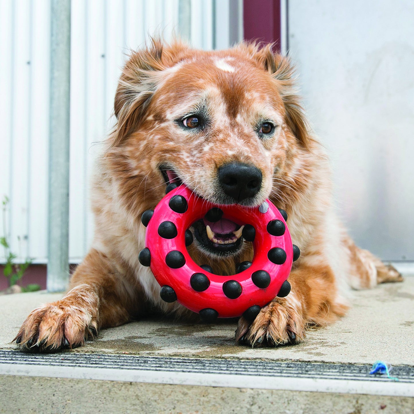 Kong Dotz Circle, color Rojo con Negro, Grande
