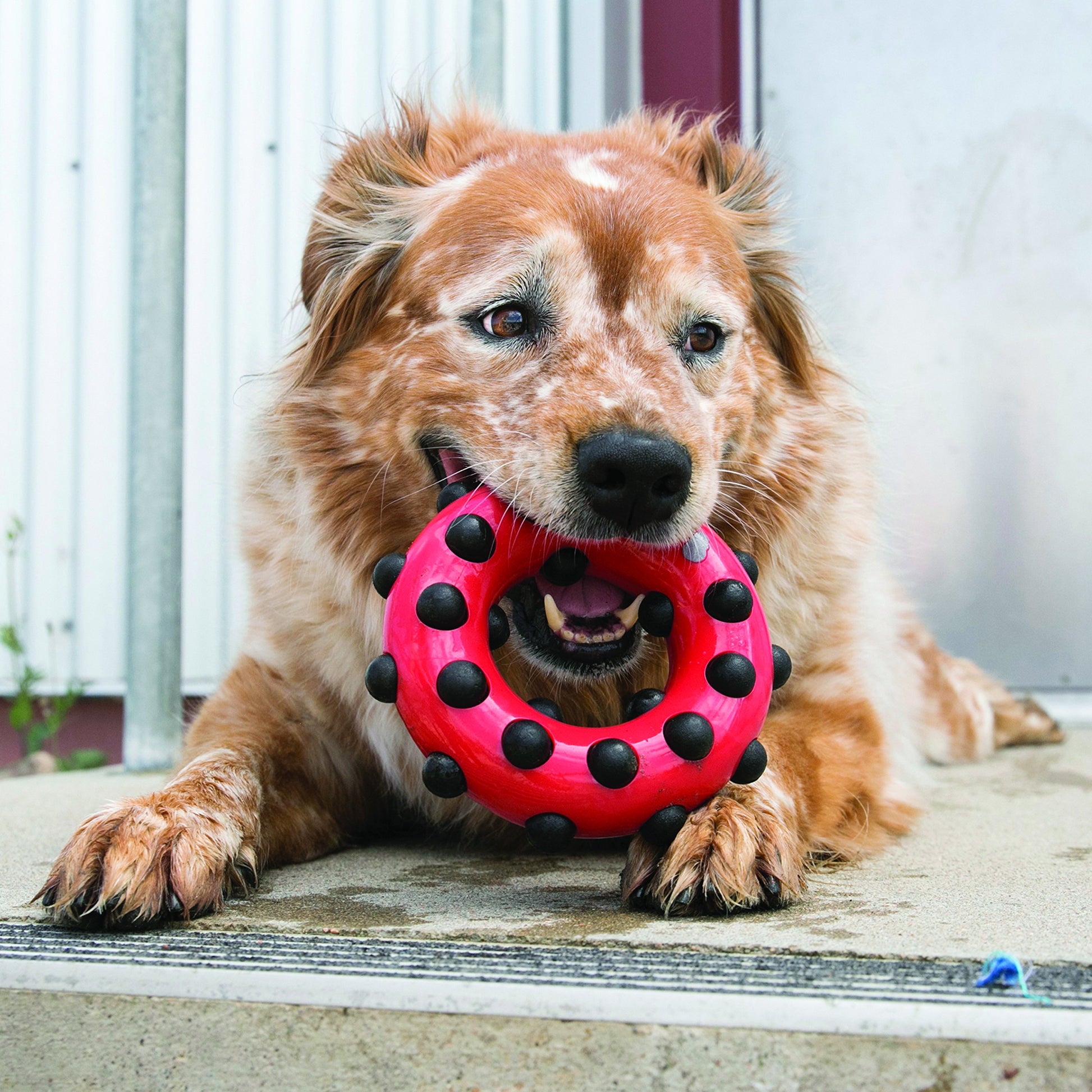 Kong Dotz Circle, color Rojo con Negro, Grande