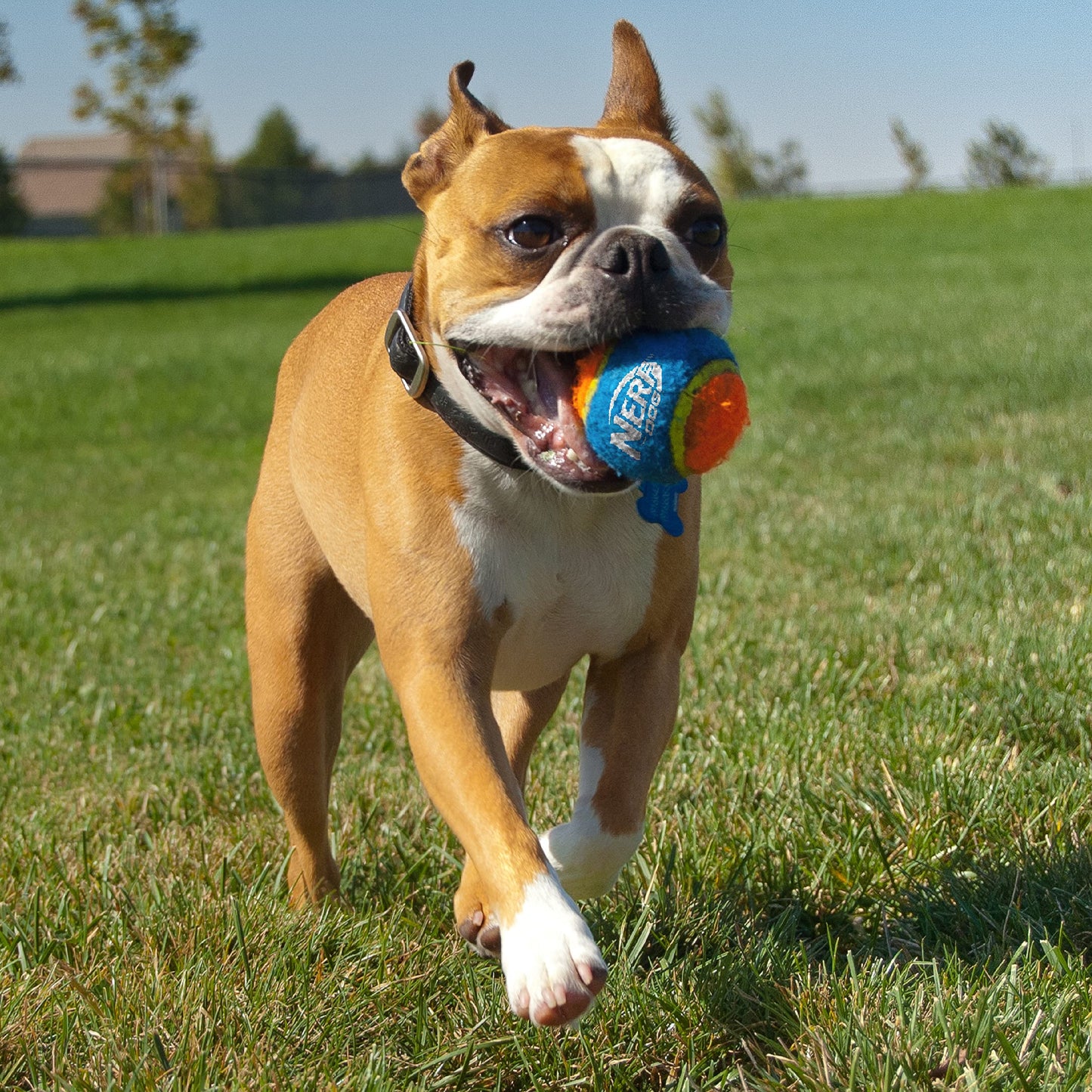 Lanzador de Pelotas de Tenis de 16 Pulgadas Nerf Dog Medio Compacto