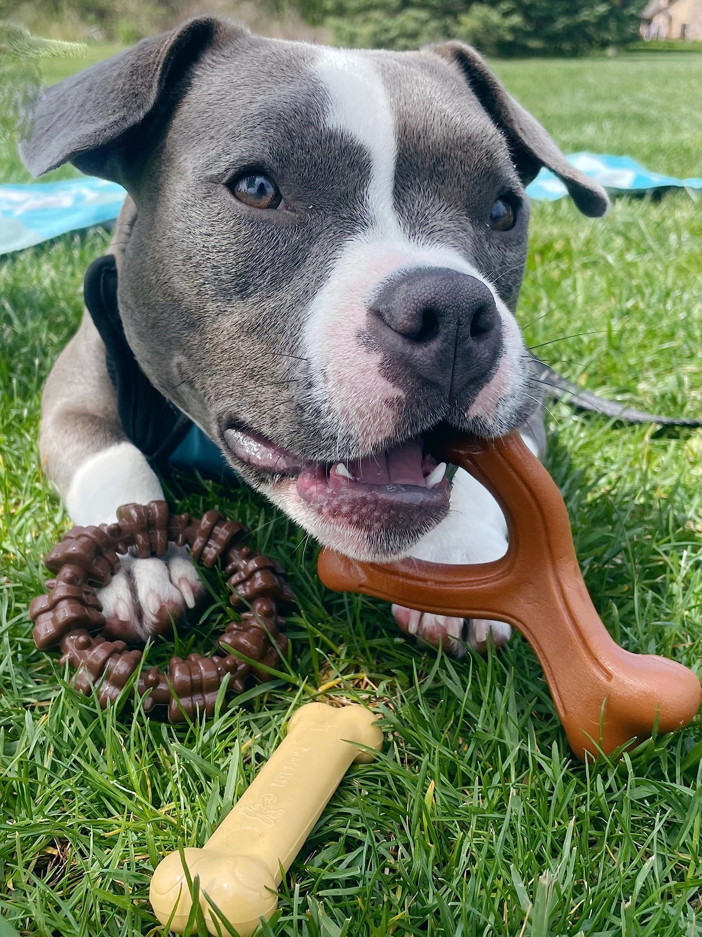 Juguetes para Perros Nylabone Power Chew Medley Sabores para Masticadores Agresivos Pequeños