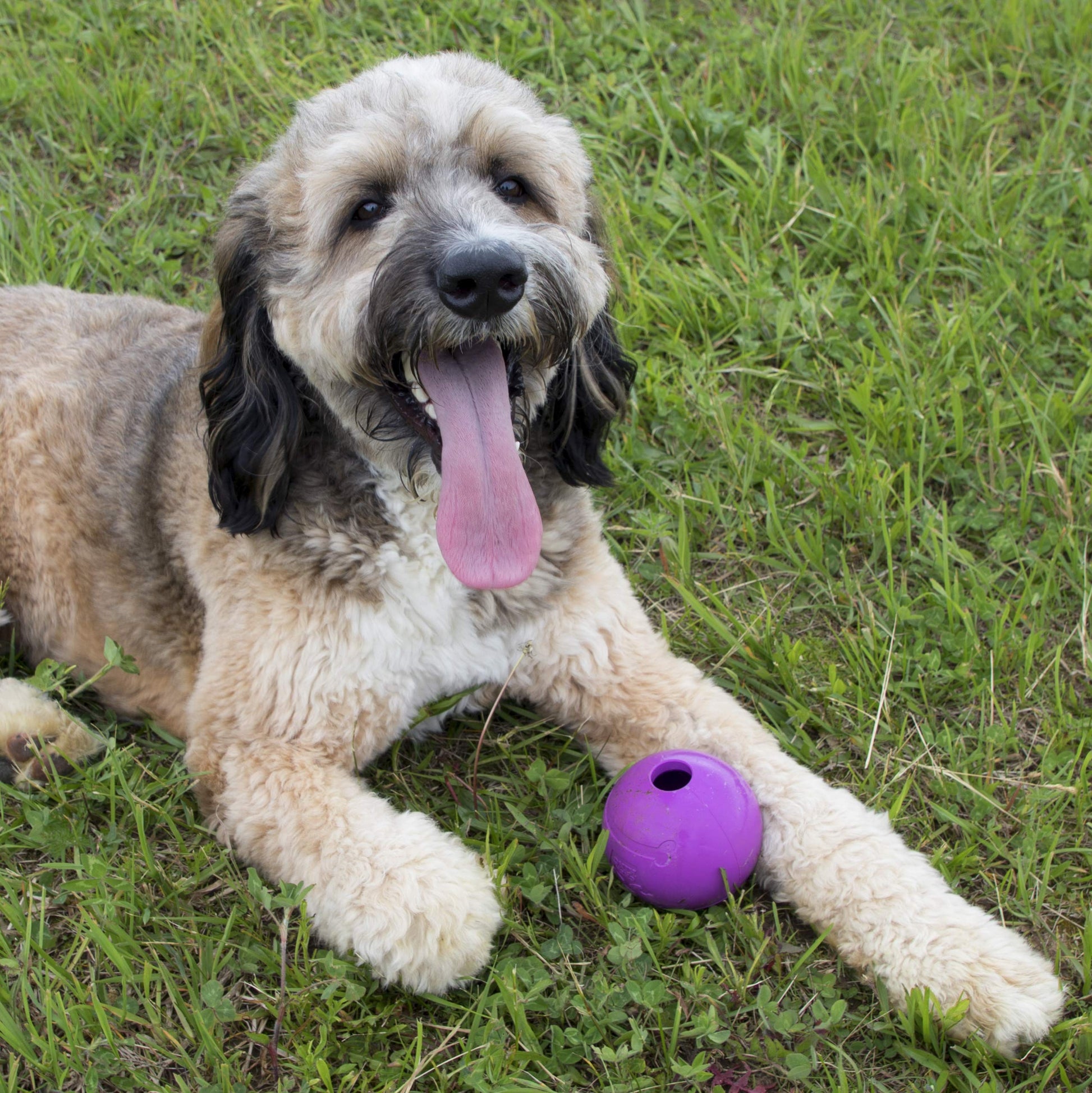Chew King Fetch Balls - Juguete de Goma Natural Extremadamente Duradero de 4 Pulgadas, Paquete de 2 (CM-10031-CS01)