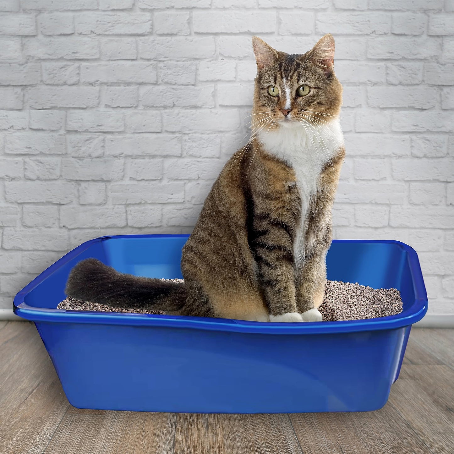 Arenero Grande para Gato VanNess Colores Surtidos