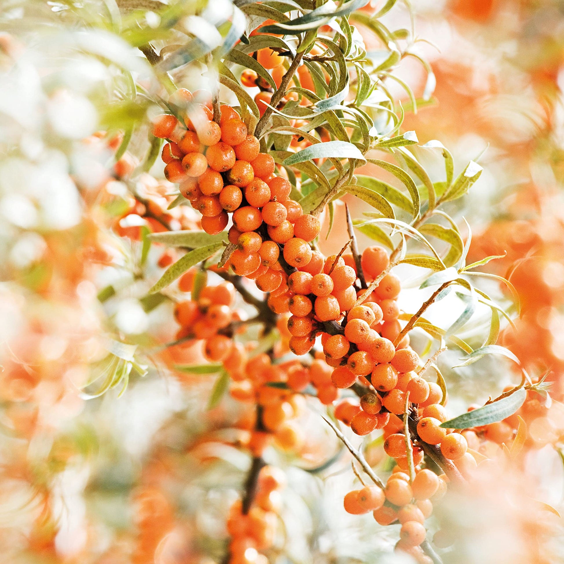 Weleda Hydrating Sea Buckthorn Body and Beauty Oil, 3.4 Fluid Ounce, Plant Rich Body and Beauty Oil with Sea Buckthorn and Sesame Oils