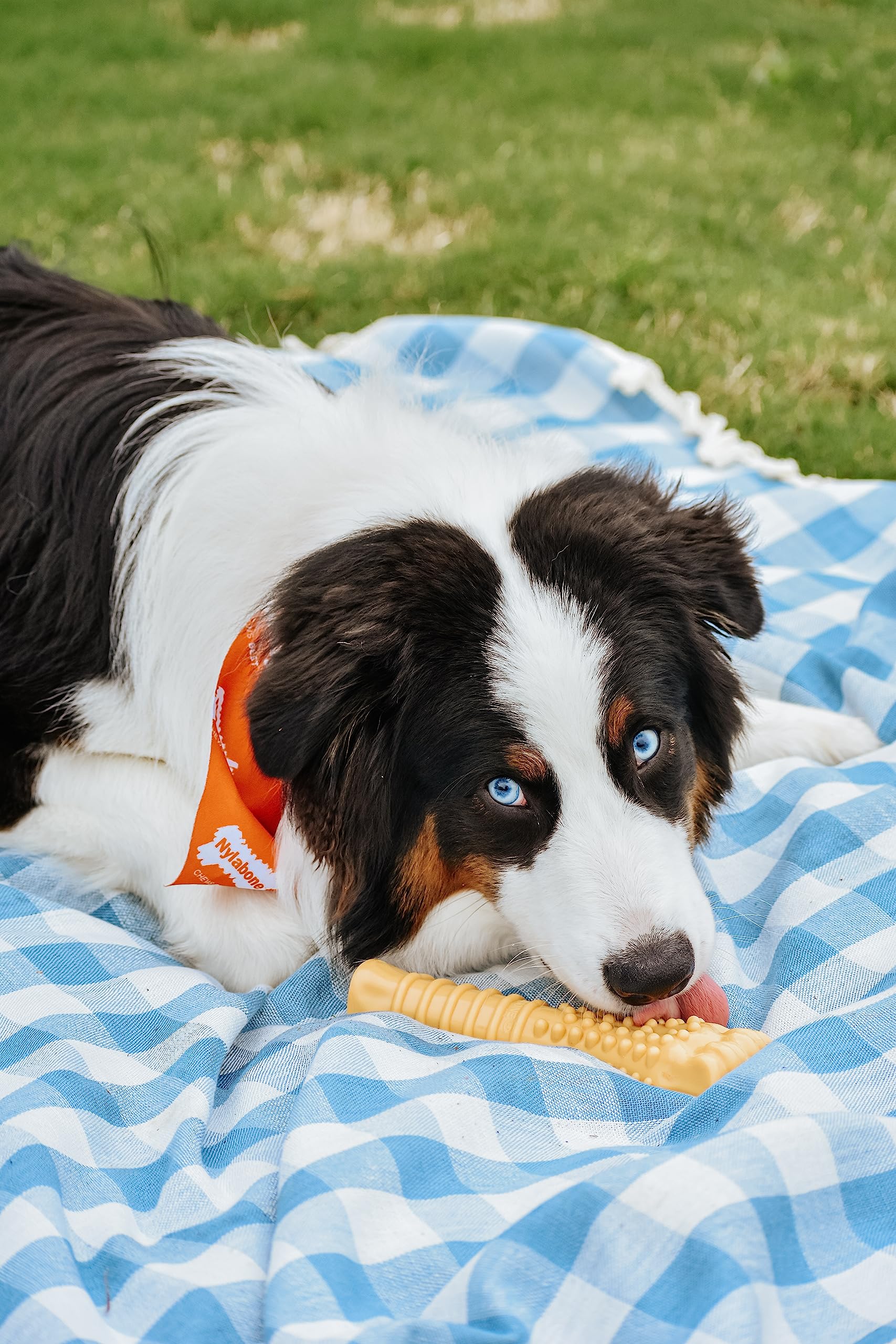Hueso de Perro Nylabone Mantequilla de Maní Resistente para Masticadores Agresivos Talla XL/Souper