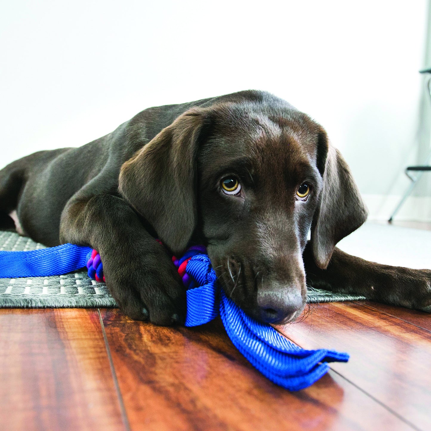 KONG Tugga Wubba Dog Toy, Colors Vary, Variados, Pequeño