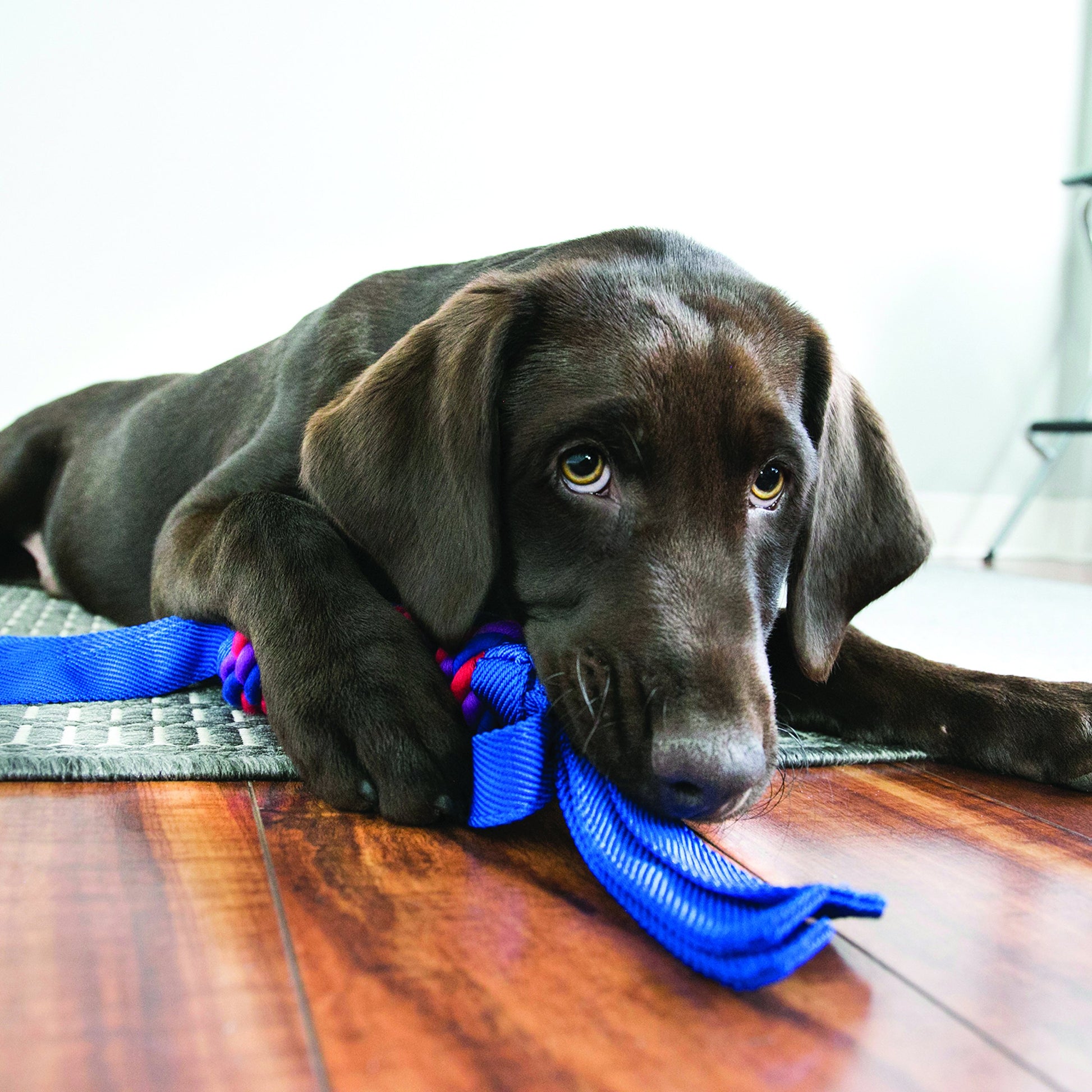 KONG Tugga Wubba Dog Toy, Colors Vary, Variados, Pequeño