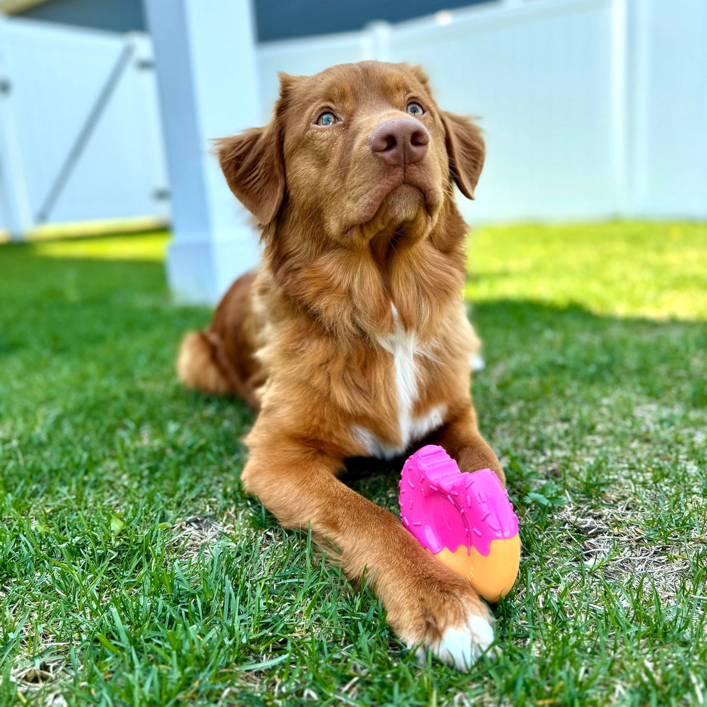 Juguete Masticable Nylabone Tocino y Mantequilla de Cacahuete Diversión para Perros Extra Grandes