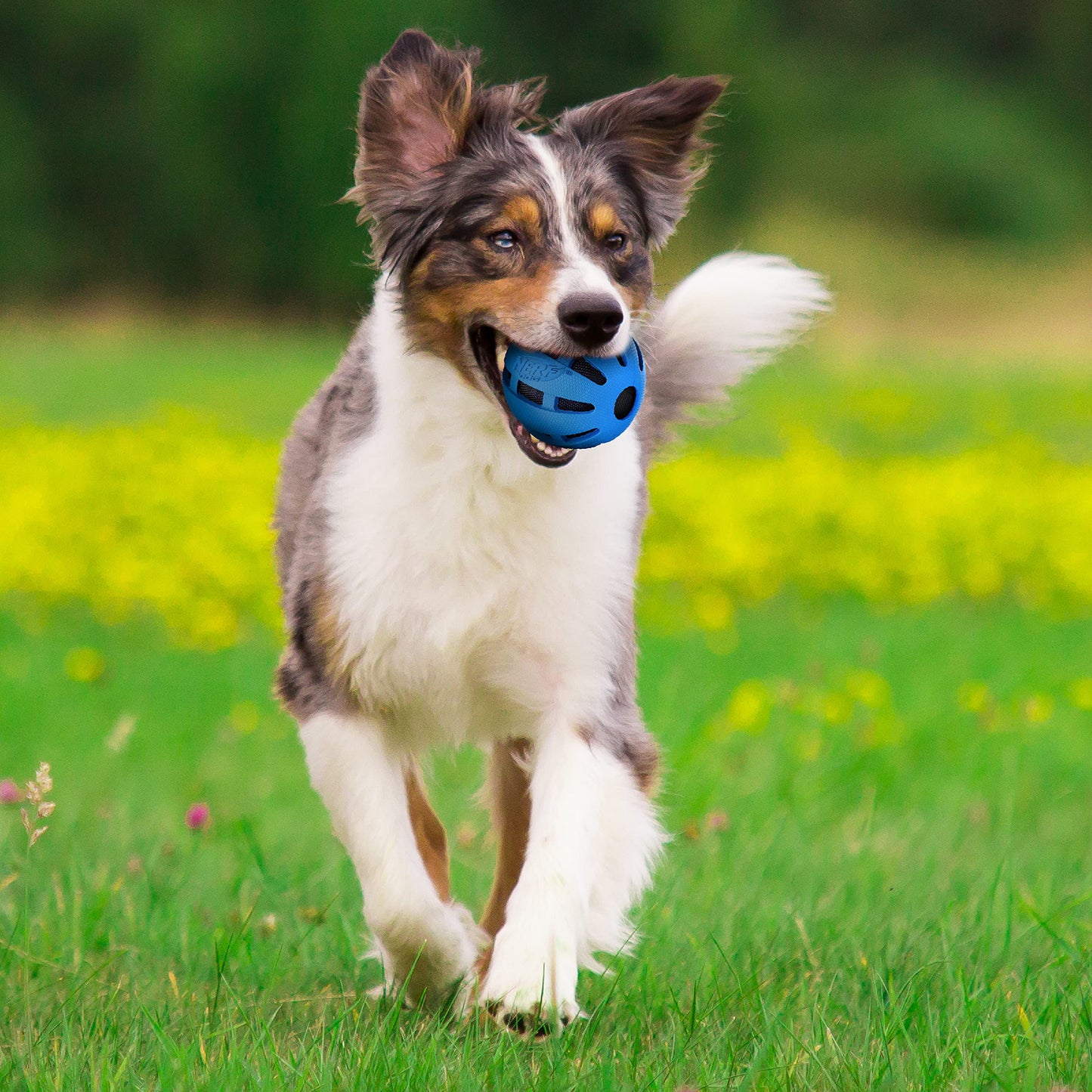Pelota de Goma Nerf Dog Azul con Crunch y Squeak para Perro Mediano/Grande