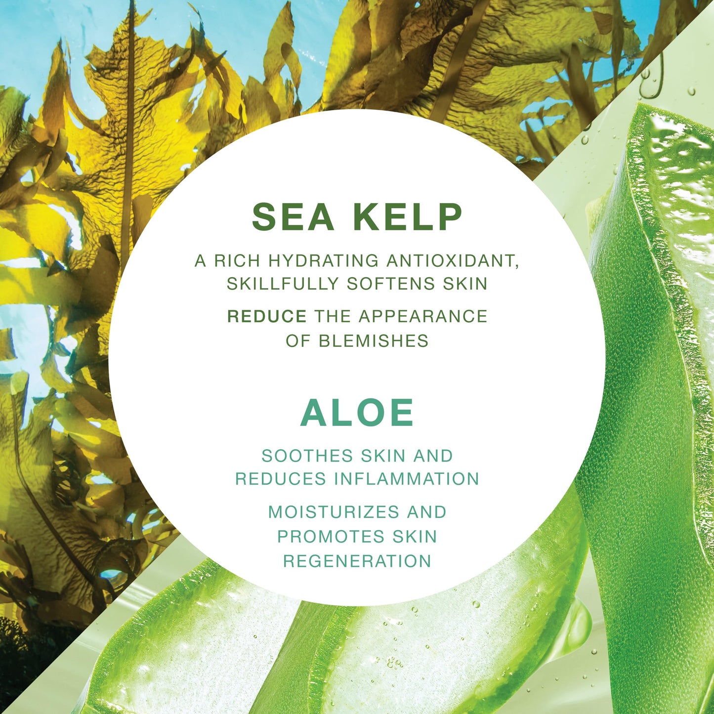 Vitamins And Sea Beauty - Body Wash Shower Gel with Sea Kelp & Aloe Vera. Jabón Corporal Líquido Hidratante y Reparador con Alga Marina y Aloe Vera 1 L
