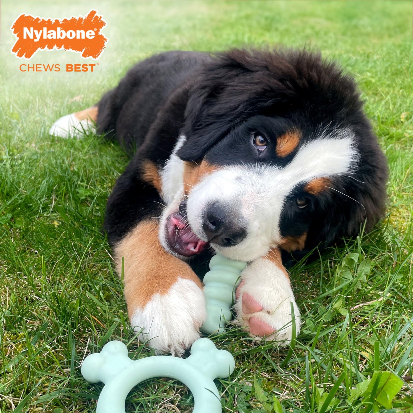 Anillo de Juguete Sensorial Nylabone Sabor a Pollo pequeño para Cachorros