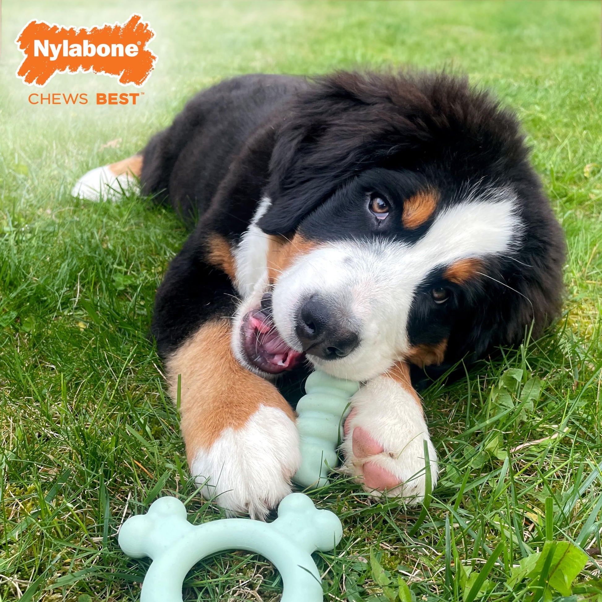 Anillo de Juguete Sensorial Nylabone Sabor a Pollo pequeño para Cachorros