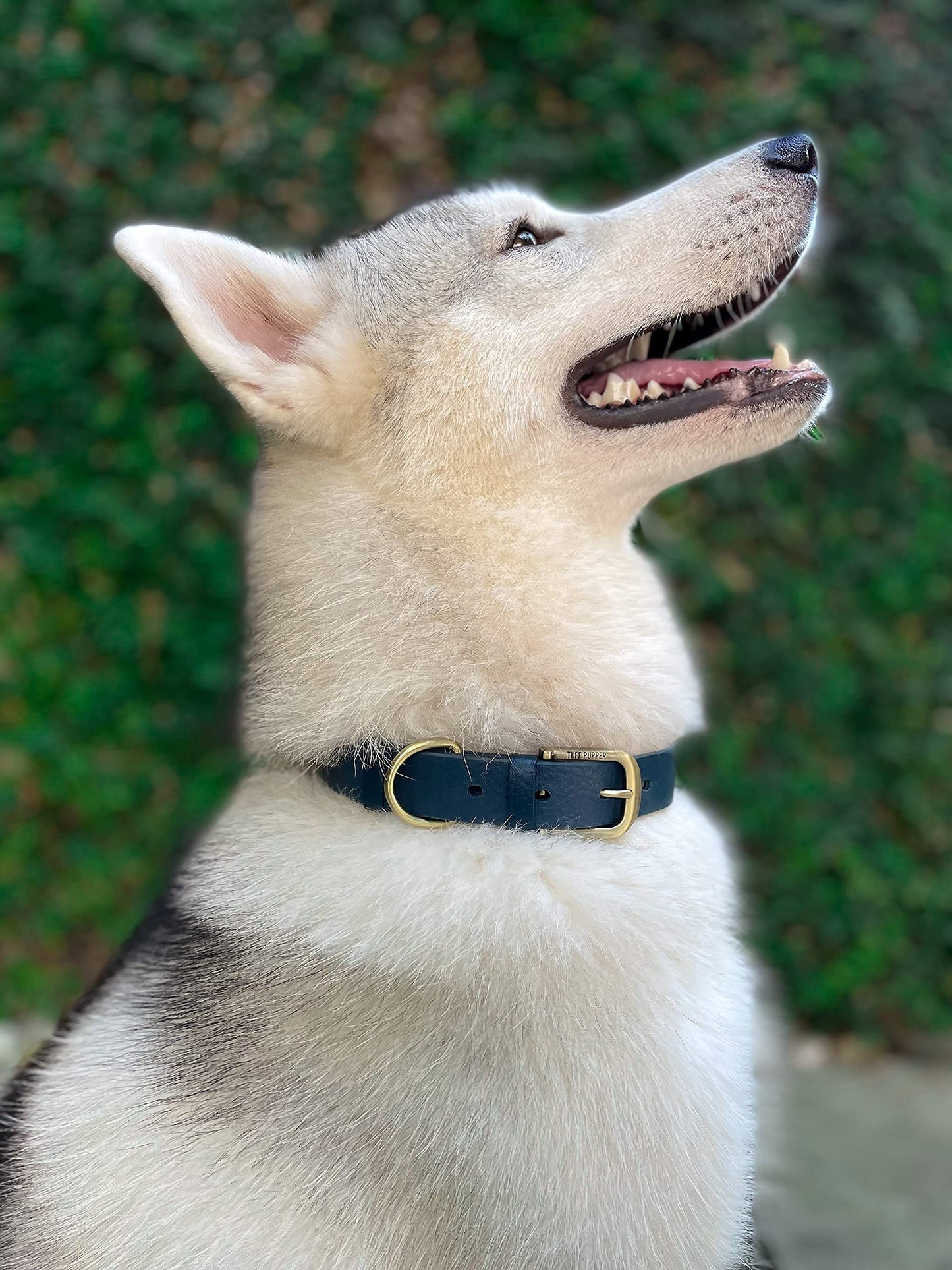 Tuff Pupper Collar para perro clásico 'Lifetime' resistente, más fuerte que el cuero, impermeable y sin olor, garantizado de por vida