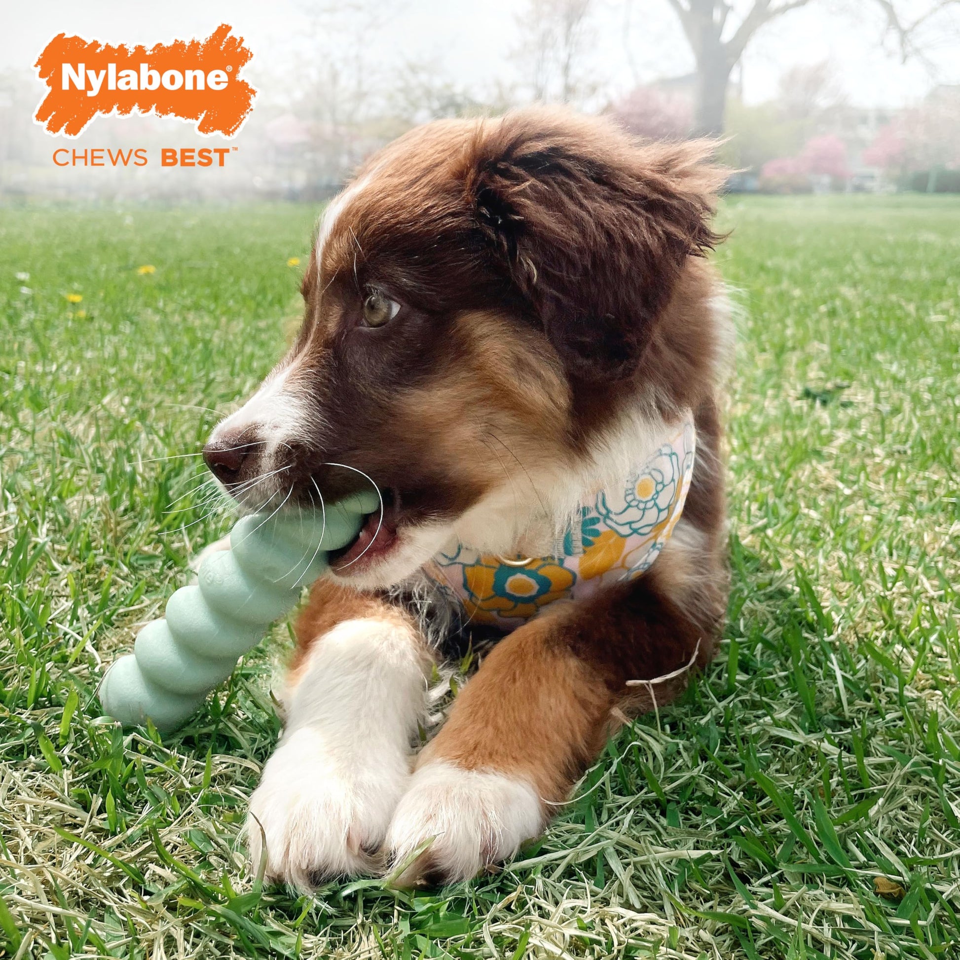 Juguete Sensory de Masticar Nylabone Mantequilla de Maní para Cachorros
