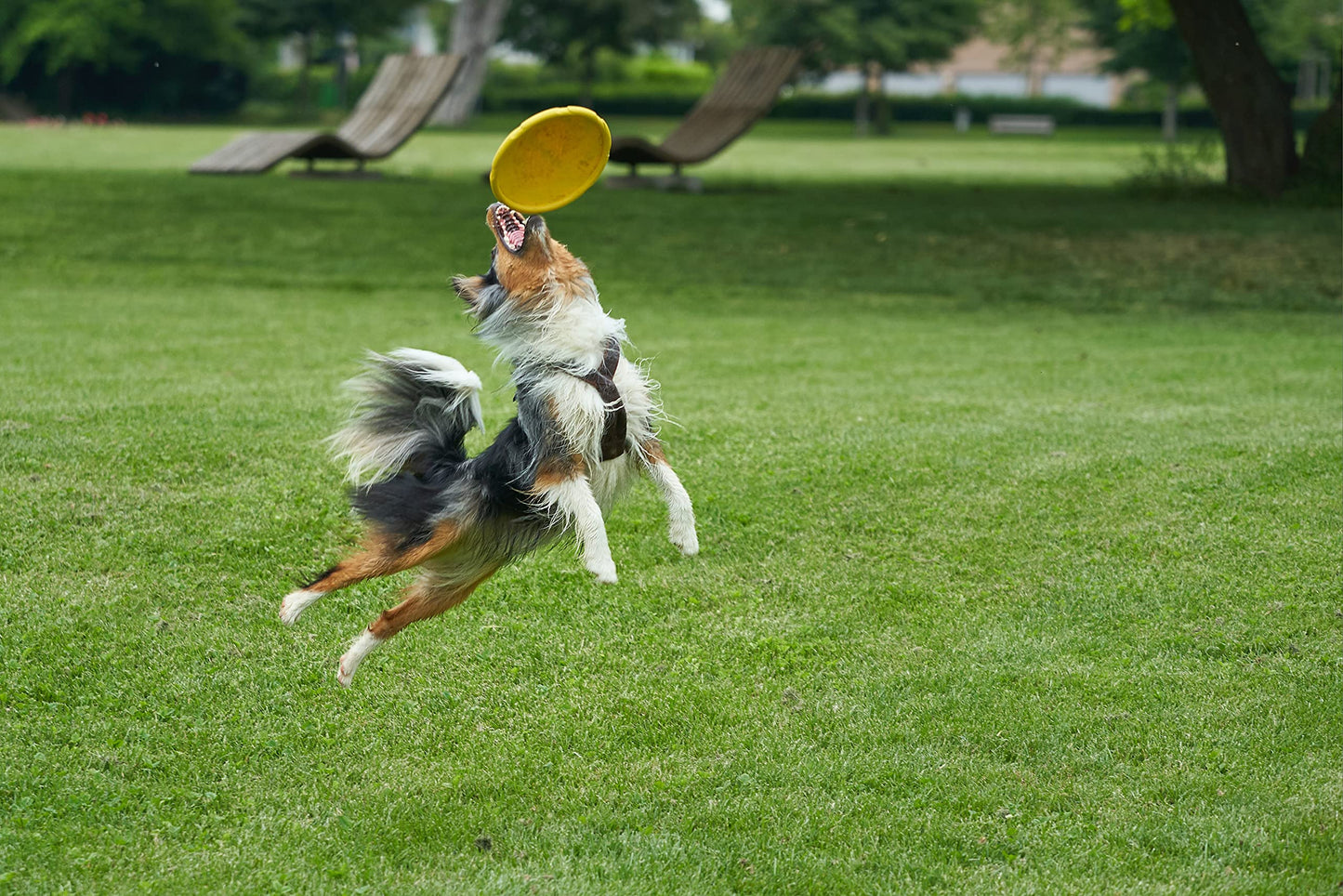 Juguete para Perro Frisbee, Flexible, Excelente Material, Diferentes Colores, 2 Tamaños. (Chico, Naranja)