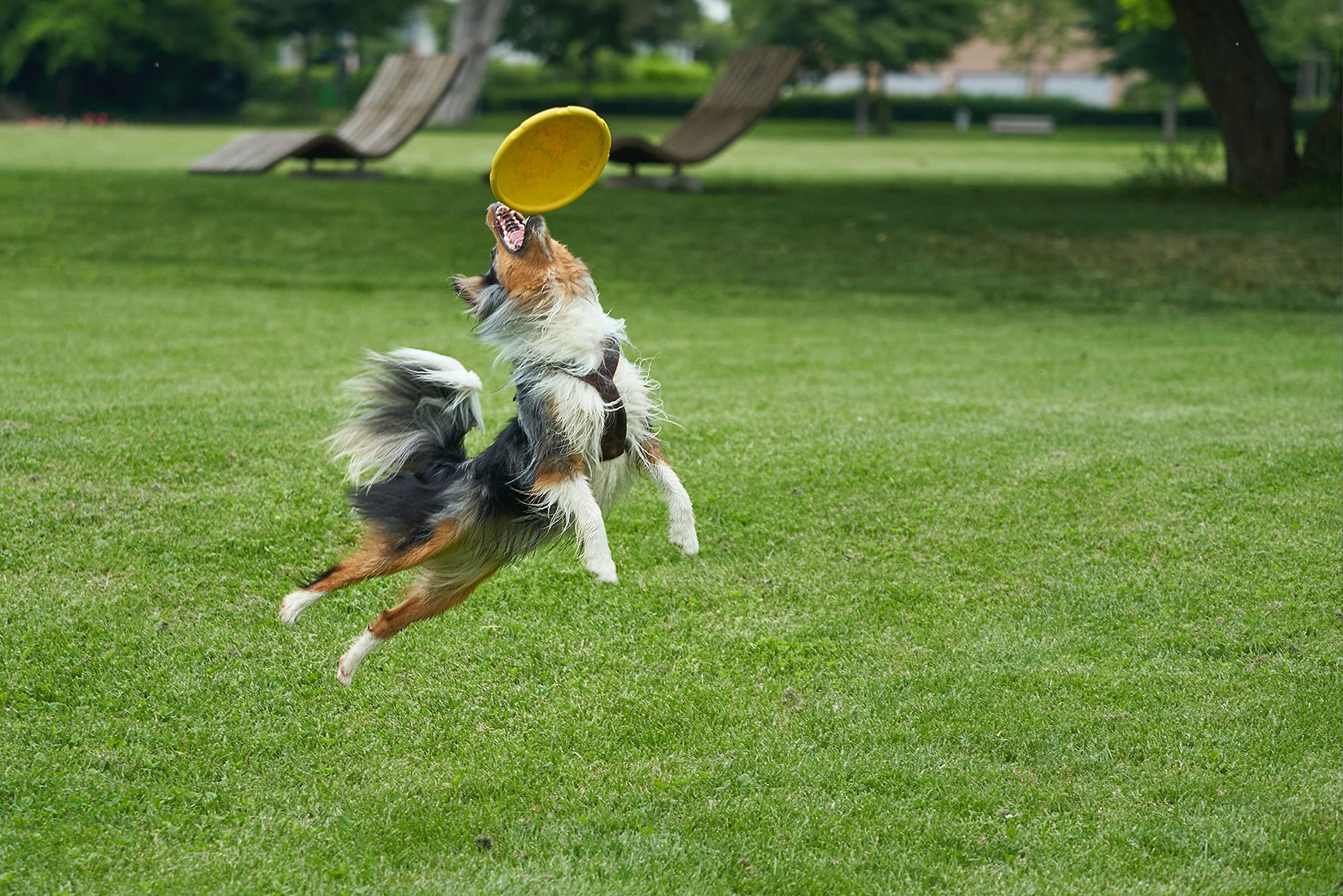 Juguete para Perro Frisbee, Flexible, Excelente Material, Diferentes Colores, 2 Tamaños. (Chico, Naranja)