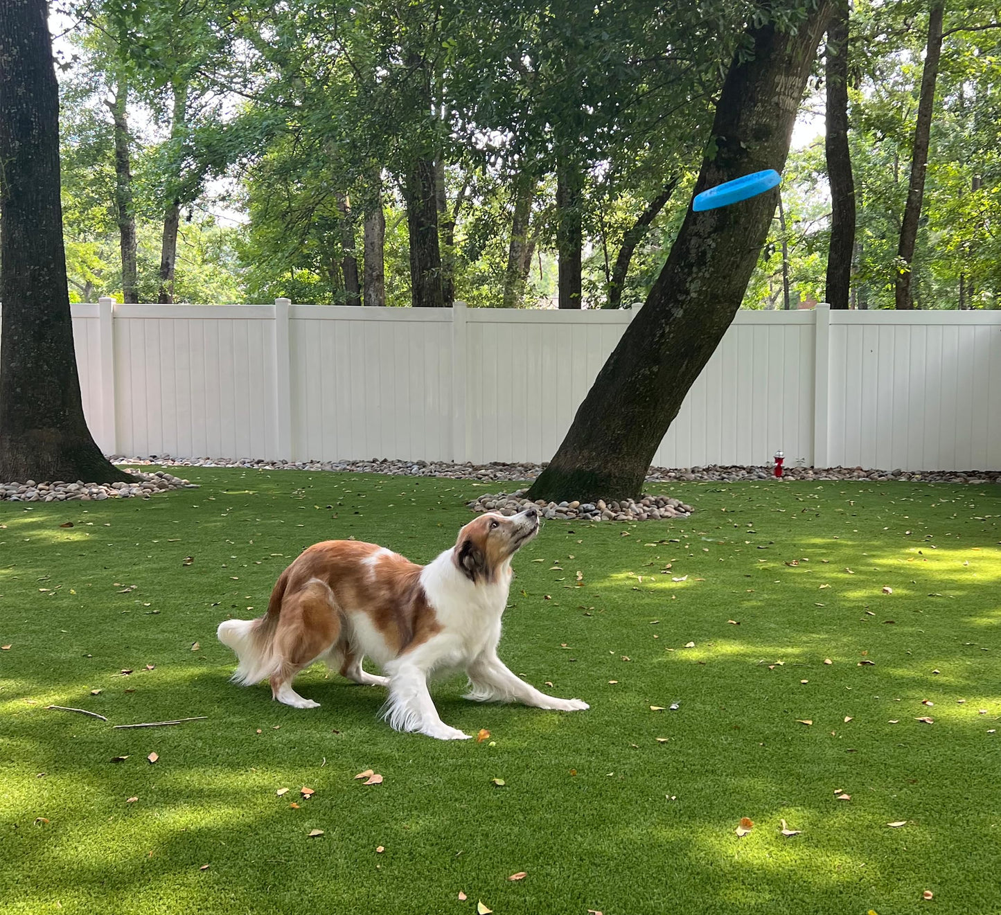 Bluewater - Frisbee para perros, flotante, impermeable, ligero, espuma duradera, disco aerodinámico para perros medianos y grandes, frisbee para atrapar, atrapar, buceo, juego, 8.5 pulgadas (verde azulado)