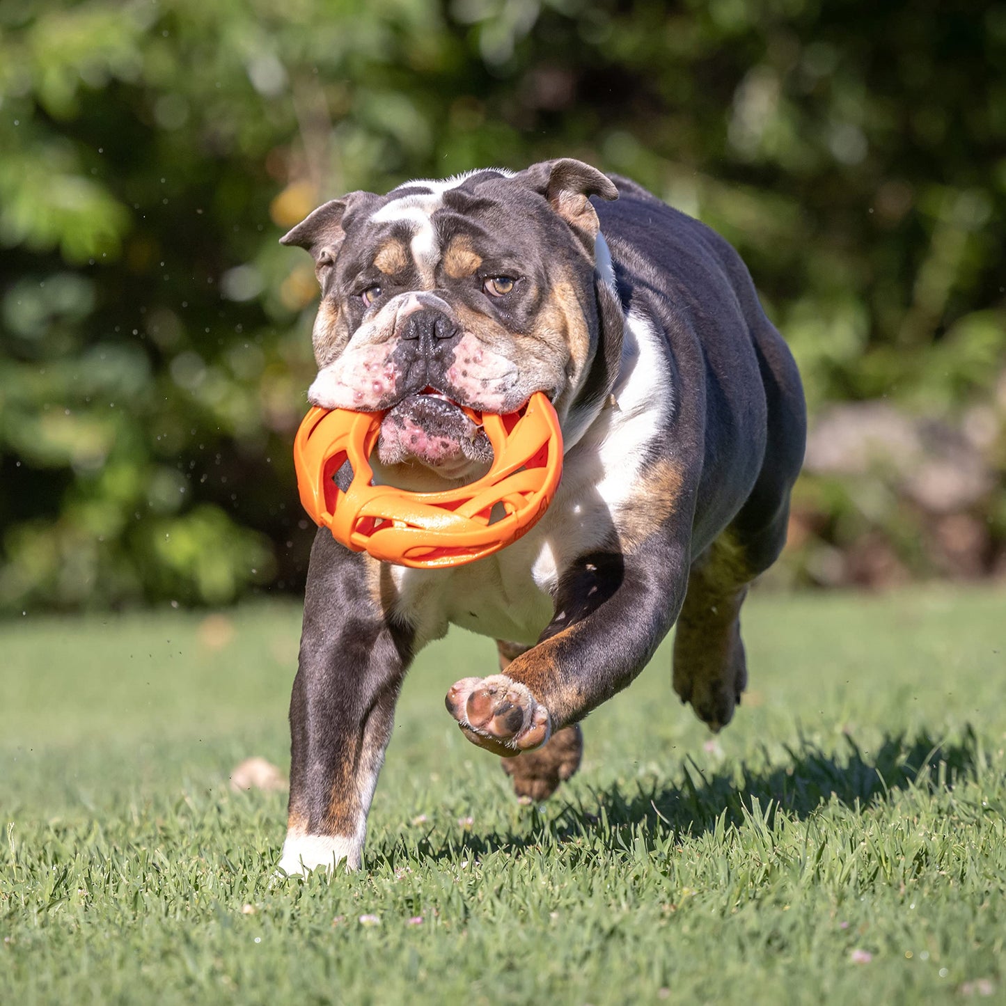 Chuckit! Breathe Right Fetch Wheel Doy Juguete
