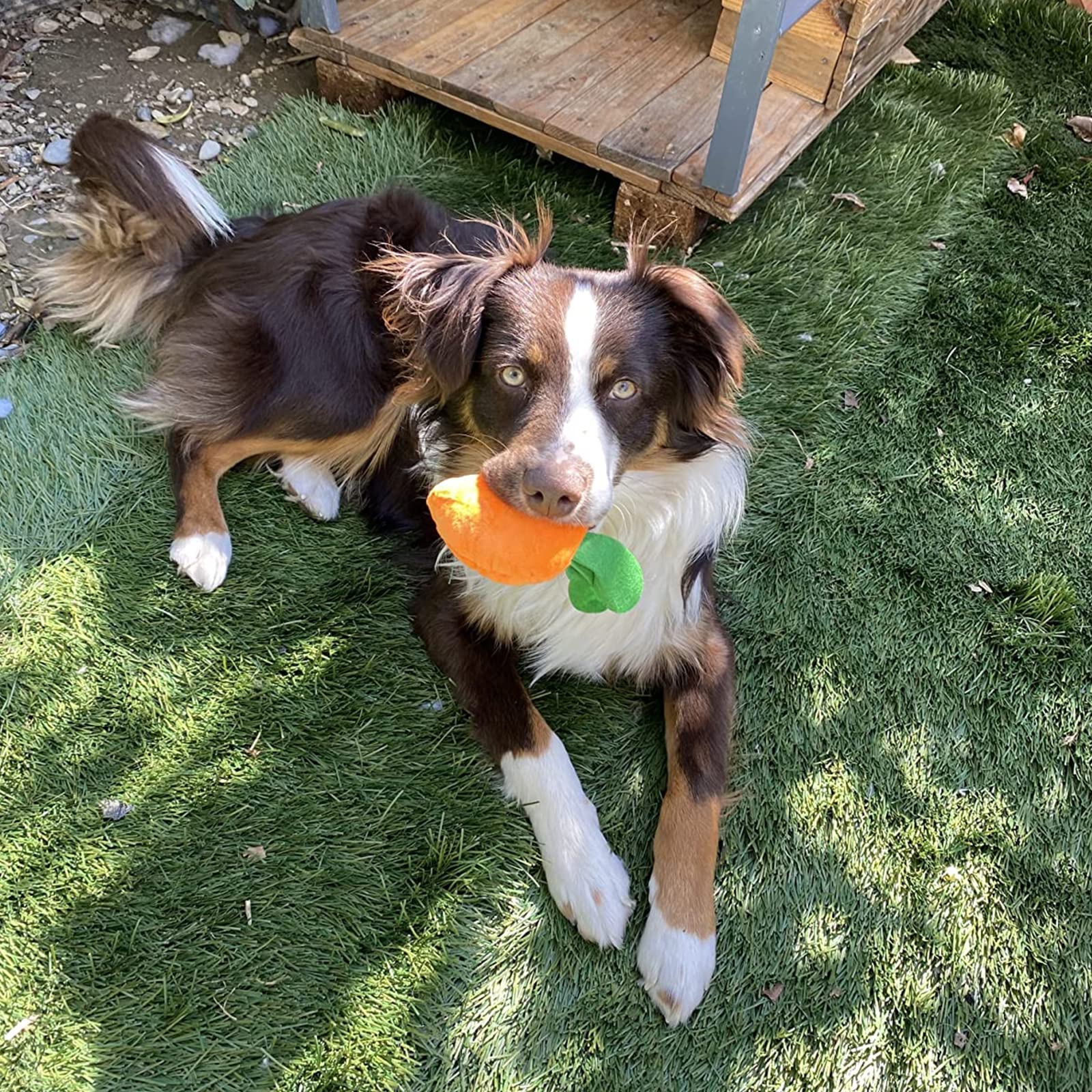 DYD Juguetes para Perros, 10 Juguetes Interactivos para Perros Pequeños y Mediano, Pequeños Juguete Perro Cachorro,Juguetes de Peluche para Mascotas