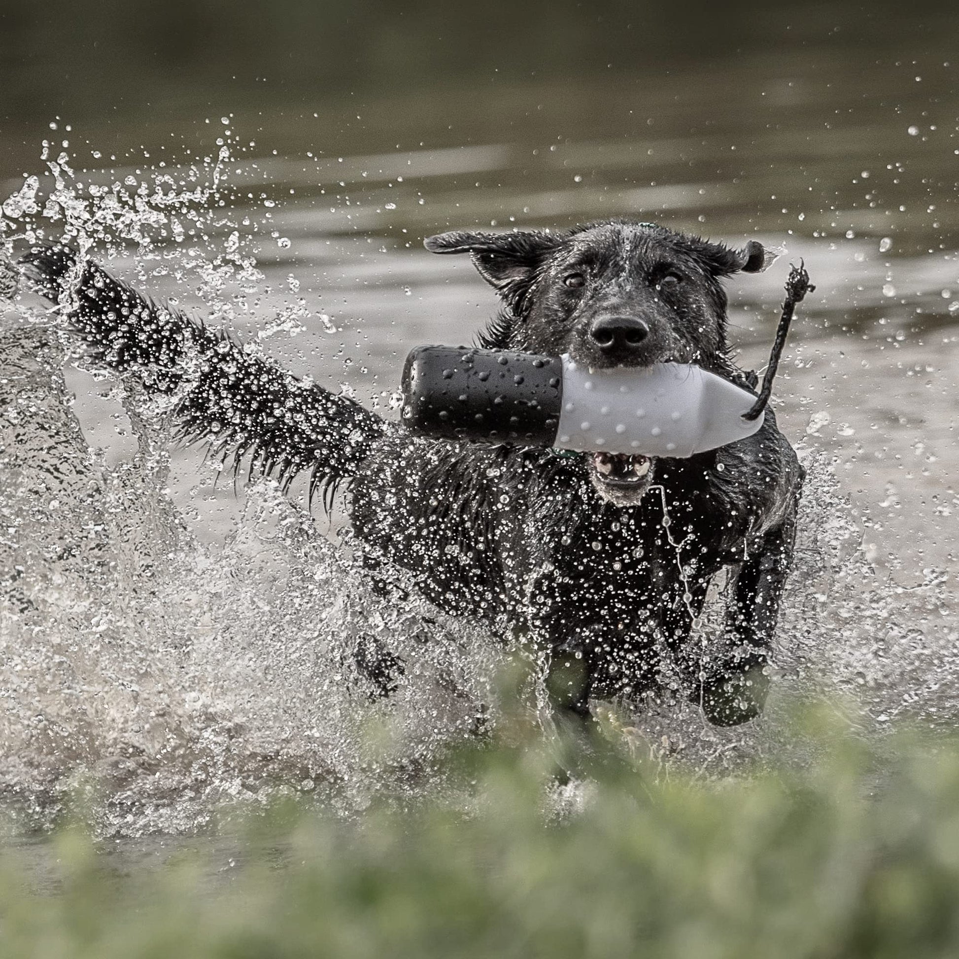 Chupete SportDOG Blanco y Negro Jumbo 50/50, 1 Paquete