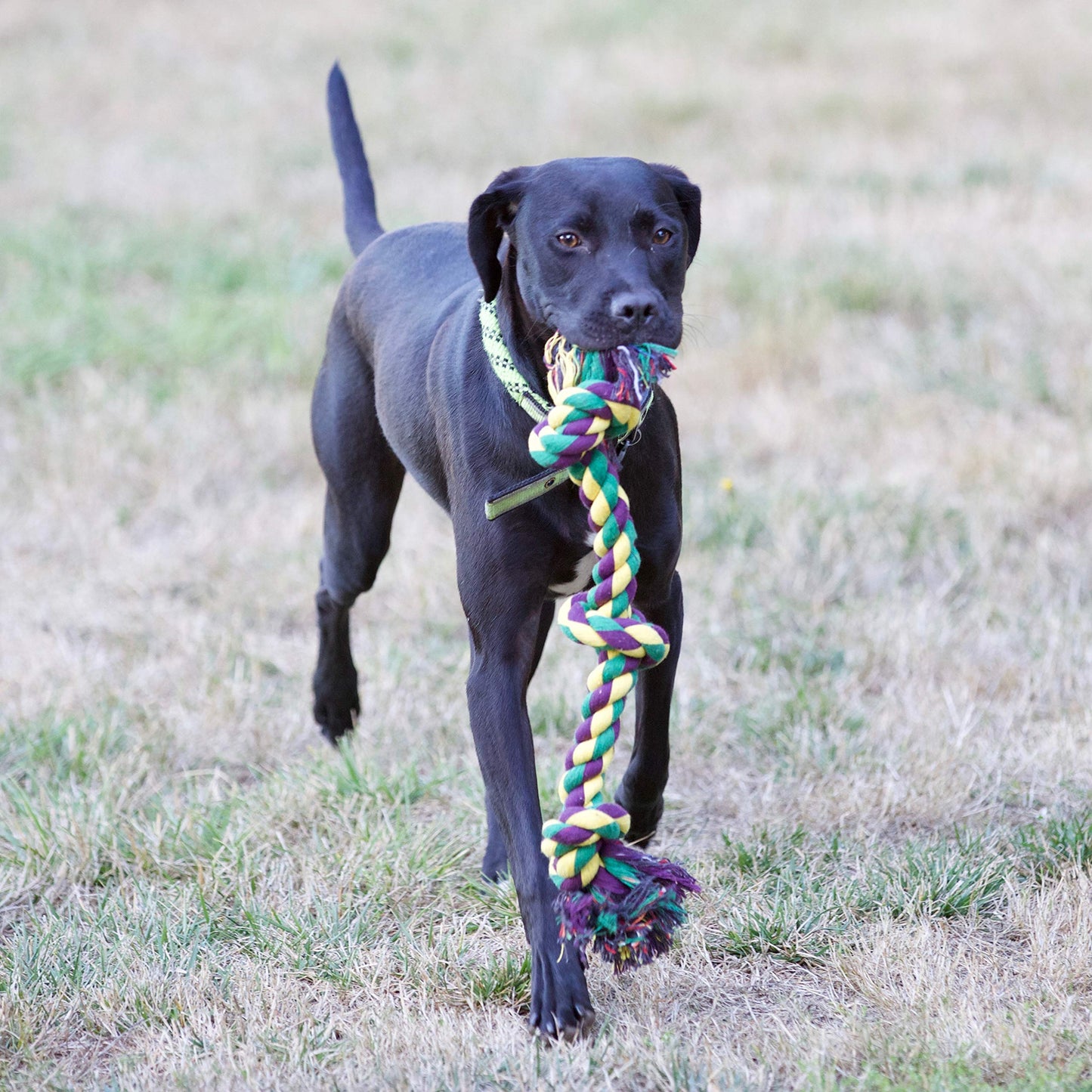 Juguetes de Cuerda Youngever para Perro Mediano a Grande Paquete de 4