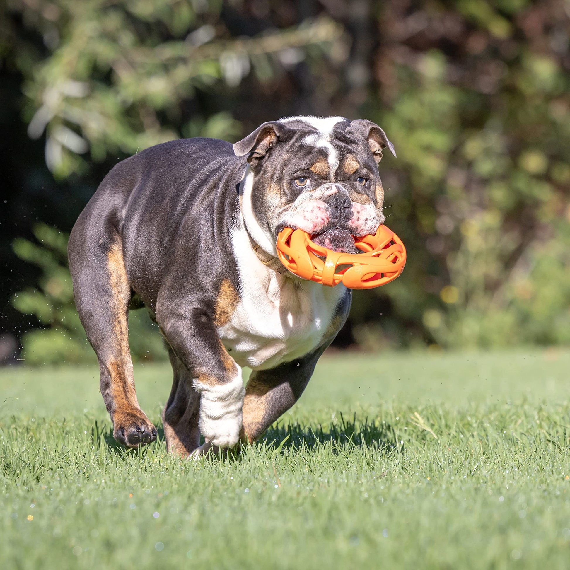 Chuckit! Breathe Right Fetch Wheel Doy Juguete