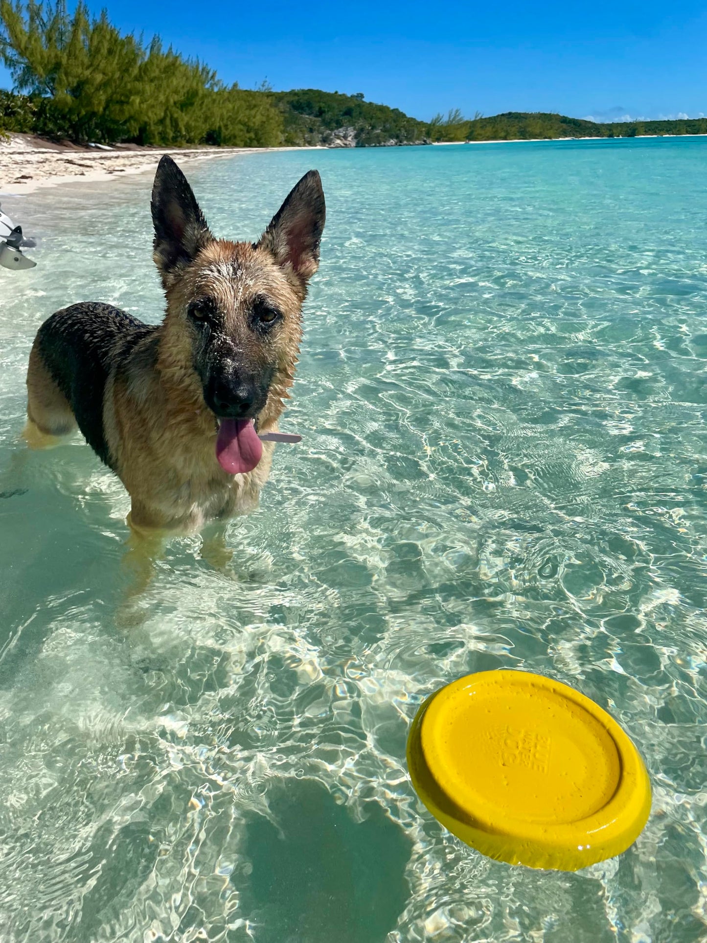 Bluewater - Frisbee para perros, flotante, impermeable, ligero, espuma duradera, disco aerodinámico para perros medianos y grandes, frisbee para atrapar, atrapar, buceo, juego, 8.5 pulgadas (verde azulado)