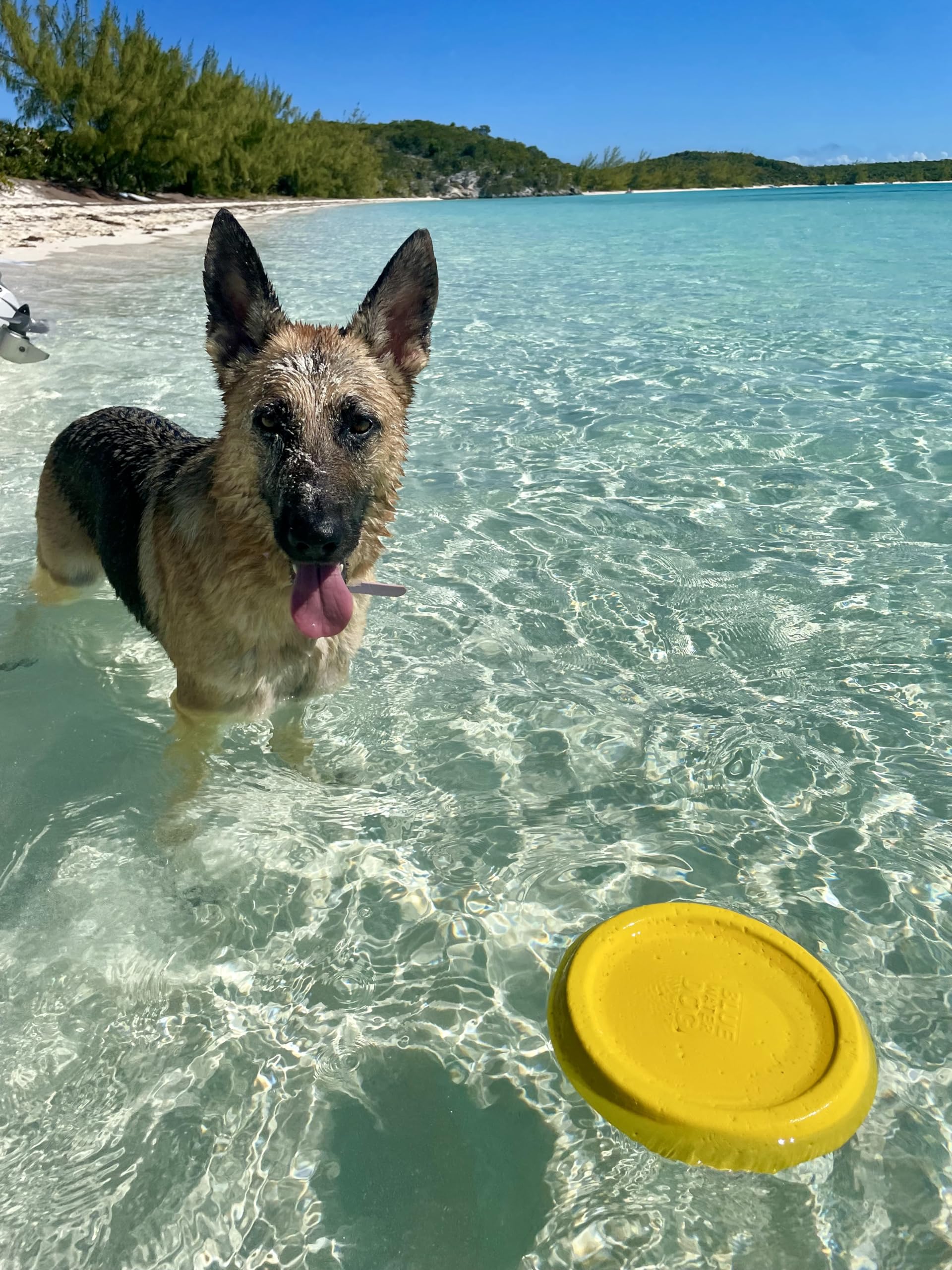 Bluewater - Frisbee para perros, flotante, impermeable, ligero, espuma duradera, disco aerodinámico para perros medianos y grandes, frisbee para atrapar, atrapar, buceo, juego, 8.5 pulgadas (verde azulado)