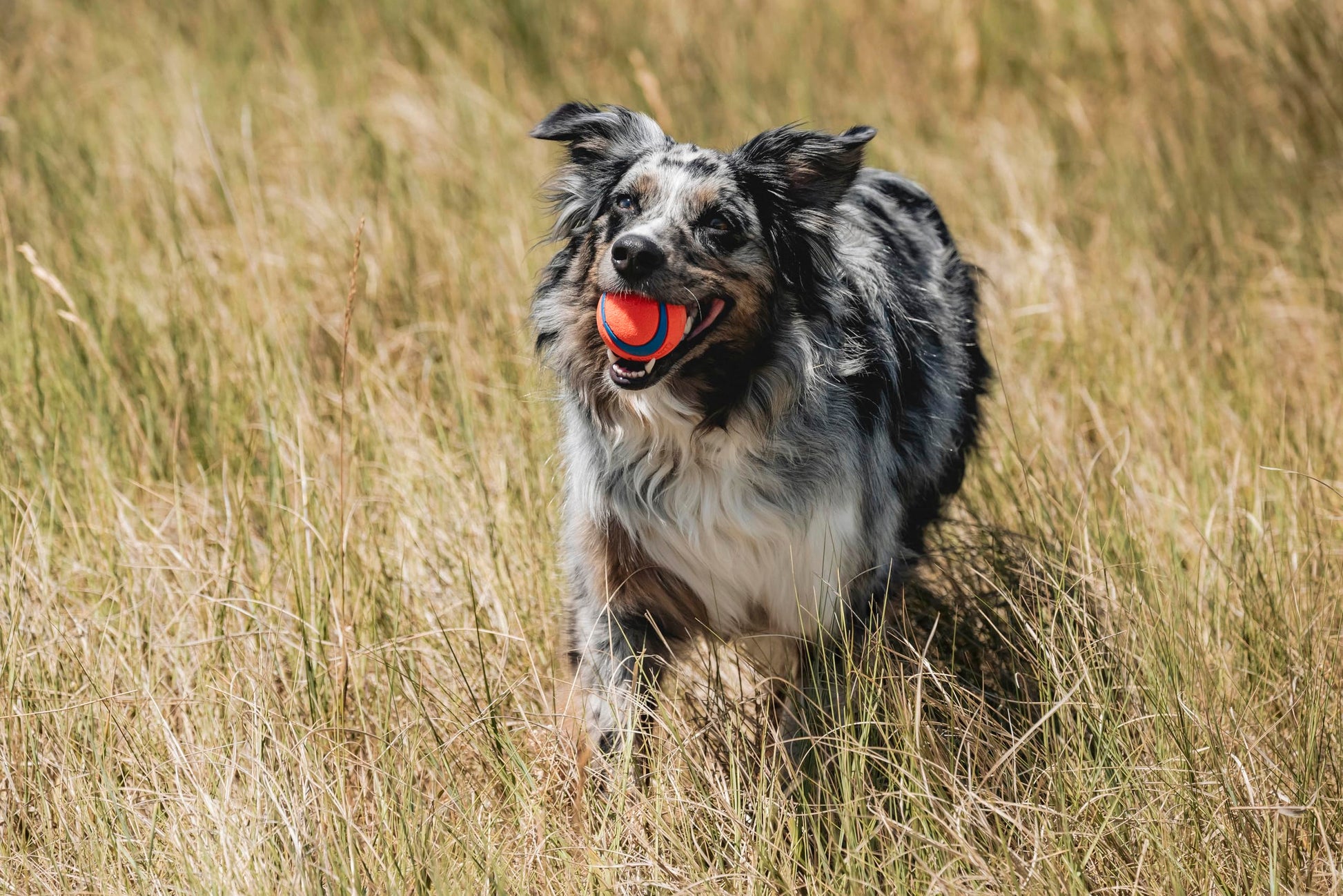 Chuckit! - jueguete mascota Ultra Ball, anaranjado, mediana, 2.5 pulgadas, paquete de 1