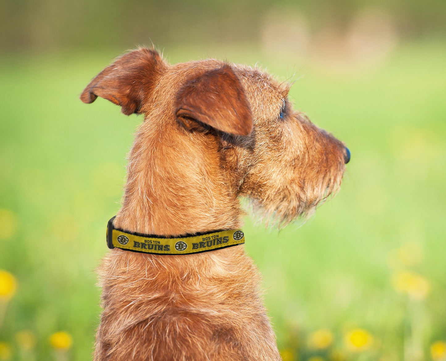 Collar Ajustable para Perros y Gatos Pets First NHL Boston Bruins Grande para Fanáticos del Hockey