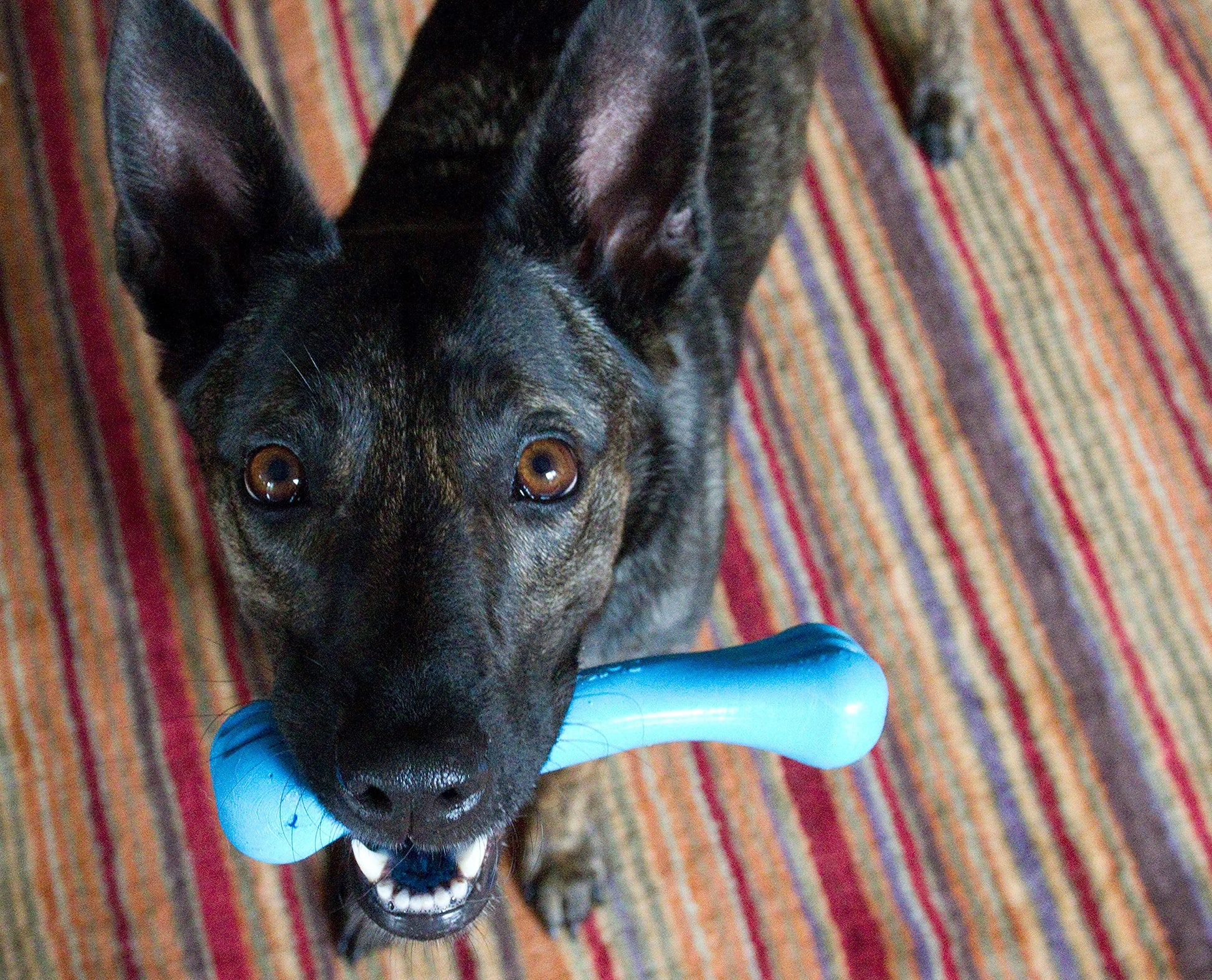 Jolly Pets 8-inch, Jolly Bone, Blue
